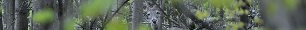 a deer, well camouflaged and barely visible in the forest