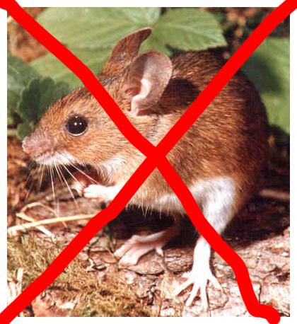 no mouse