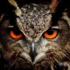 Rajesh Ramachandran's profile picture